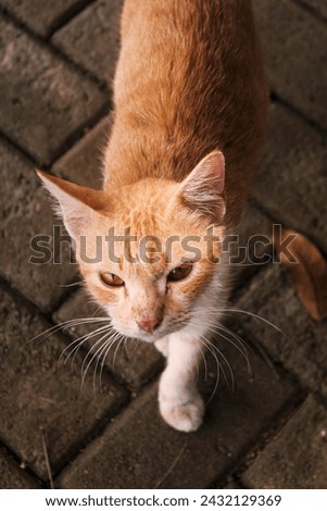 when a cat walks towards you coolly Royalty-Free Stock Photo #2432129369