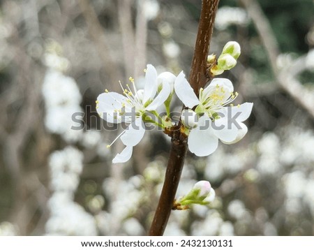 Beautiful white plum flower blossom in springtime with blue sky background.