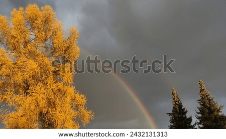 A beautiful colorful rainbow between trees