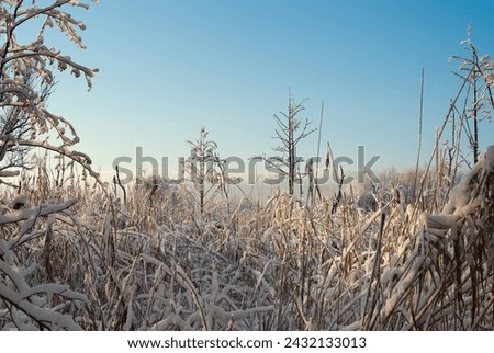 winter landscape, in the photo there is a forest in winter and a blue sky.