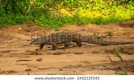 monitor lizard in national park, sri lanka
