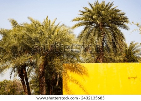 palm trees and yellow wall with copy space