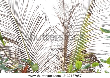 Palm leaves on white background