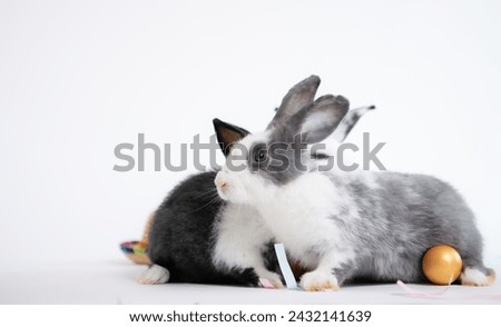 Fluffy black and white rabbit isolated on white background