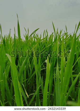Green background natural grass picture 