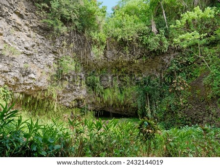 View of the Fern Grotto in Wailua State Park on the Island of Kauai, Hawaii