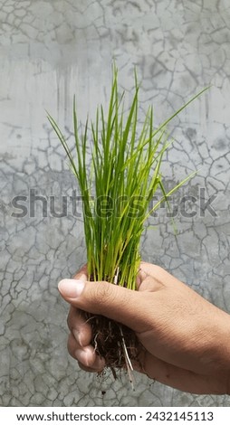 A hand holding a bunch of rice plants (Oryza Sativa) against a cement wall background.