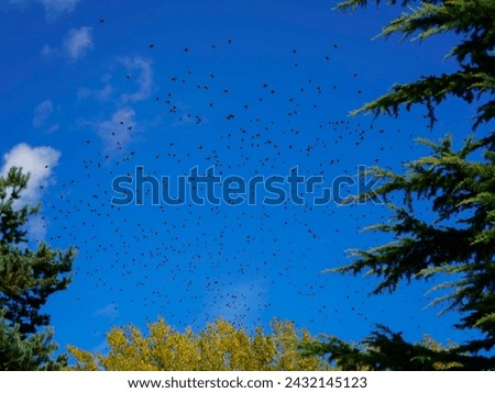 Migrations of birds outdoors with blue sky and some clouds  Royalty-Free Stock Photo #2432145123