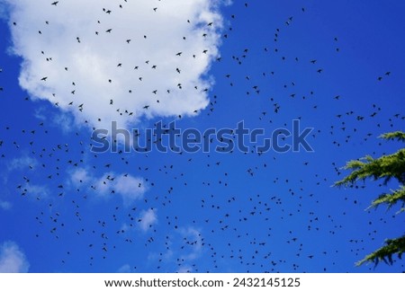 Migrations of birds outdoors with blue sky and some clouds  Royalty-Free Stock Photo #2432145125