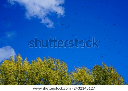 Migrations of birds outdoors with blue sky and some clouds  Royalty-Free Stock Photo #2432145127