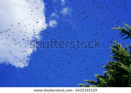 Migrations of birds outdoors with blue sky and some clouds  Royalty-Free Stock Photo #2432145129