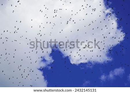 Migrations of birds outdoors with blue sky and some clouds  Royalty-Free Stock Photo #2432145131