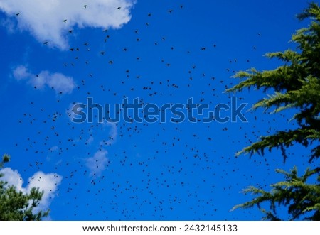 Migrations of birds outdoors with blue sky and some clouds  Royalty-Free Stock Photo #2432145133