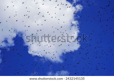 Migrations of birds outdoors with blue sky and some clouds  Royalty-Free Stock Photo #2432145135