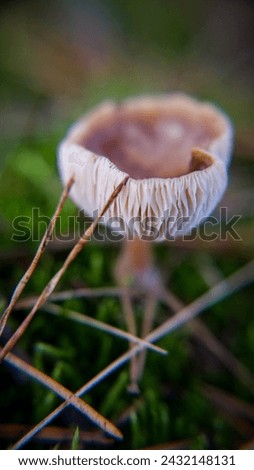 Ethereal mushroom portrait with delicate gills, nestled in Bory Tucholskie's verdant undergrowth.