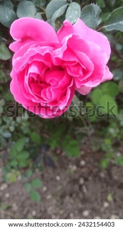 Collect Nature Beautiful Pictures With Different color  of Roses Like Red, Yellow,Light Pink And Dark pink in given Pictures With HD Images Quality in size  1836*3264 Clicked by Nature Collector