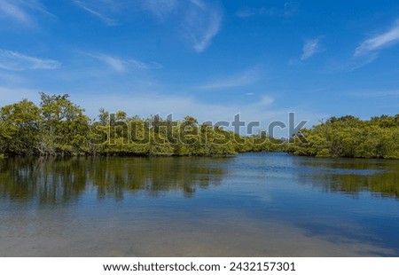 A photograph of the mangrove islands in Robinson Preserve, Bradenton, Florida, shows them against a clear blue sky. The trees are reflected in the calm intracoastal waters. Royalty-Free Stock Photo #2432157301