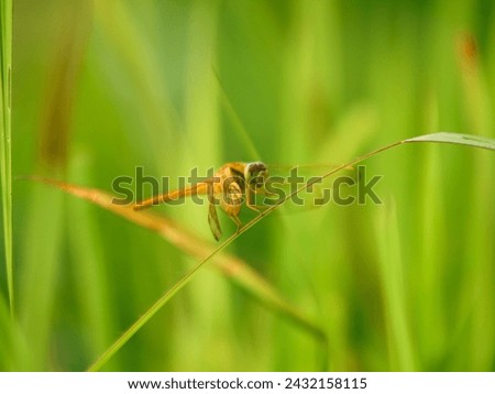 Dragonflies in the green grass, Beautiful Dragonflies in nature, Nature Images, beauty in nature, freshness, dragonflies close up photography