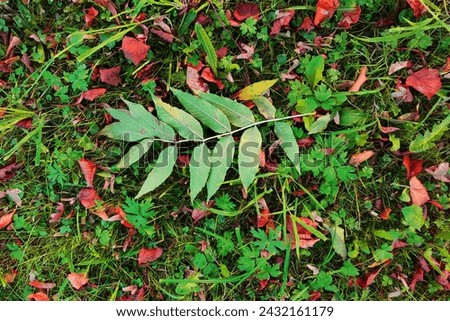 Green nature, large leaf on the ground, natural background for text, color photo