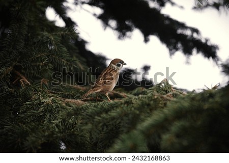 Ornitology photos, birds in trees