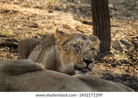 Asiatic Lioness image was taken in gujarat sasan gir forest place in the world to capture Asiatic lion. Queen of forest Lioness Asiatic lion (Panthera leo) in Gir Forest National Park, Gujarat India