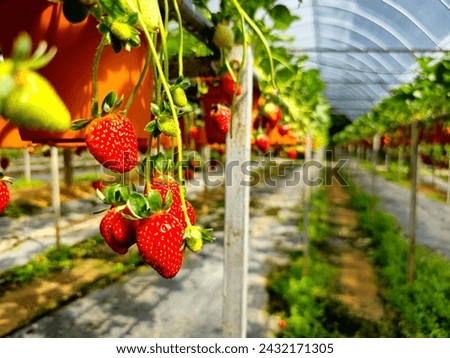 Strawberry Farm in Cameron Highlands, Malaysia Royalty-Free Stock Photo #2432171305