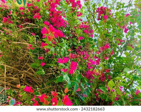 A tree with Bougainvillea
flowers