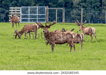A reindeer farm on the South Island of New Zealand. The velvet from the antlers are among the parts of the animals harvested for export. Royalty-Free Stock Photo #2432185145