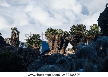Life above the Clouds: Giant Groundsel’s Dramatic Display on Kilimanjaro’s Barranco Wall Royalty-Free Stock Photo #2432186529