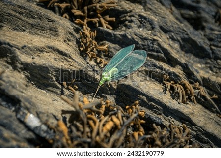The common green lacewing is a lime green, delicate insect, with translucent, intricately veined wings. Photographed in the west highlands of Scotland. Royalty-Free Stock Photo #2432190779