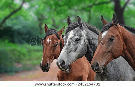 Three horses are waiting in this picture.