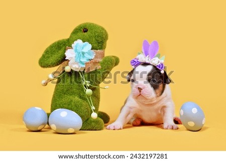 Tan pied French Bulldog dog puppy with Easter bunny ears, painted eggs and grass bunny on yellow background