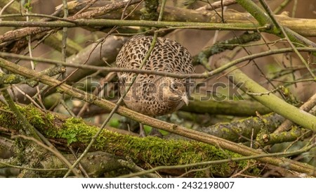 A perfectly camouflaged female pheasant in the forest