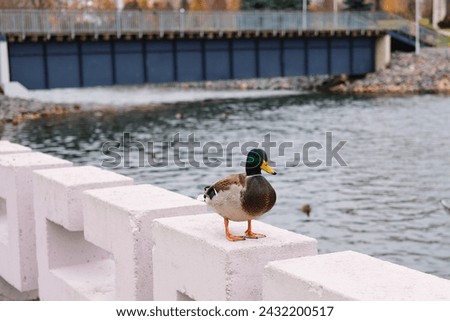A multi-colored drake sits on a concrete fence of a river in the city. Urban birds, ecosystem