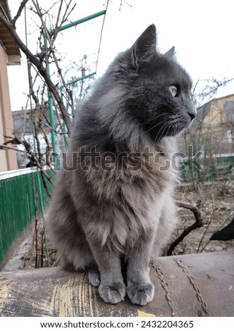 gray cat in early spring