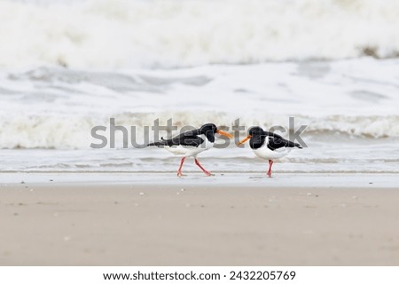 Close up of two Oystercatchers, Haematopus ostralegus, walking and foraging on the North Sea beach of IJmuiderslag against a blurred background of surf with rolling waves