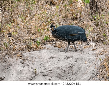 Crested Guineafowl foraging on the ground in Tanzania, portrait Royalty-Free Stock Photo #2432206161