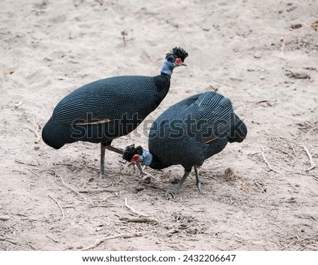 Two Crested Guineafowls foraging on the ground in Tanzania, portrait Royalty-Free Stock Photo #2432206647