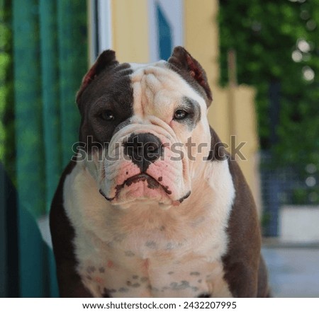 American Bully Front Face

#dog #dogface #dogfrontface Royalty-Free Stock Photo #2432207995