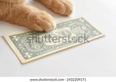 Ginger cat paw on one dollar bill.