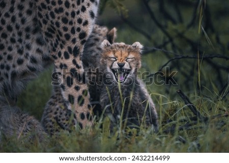 Picture in masai mara for cheetah cub smile to camera.