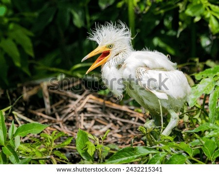 baby snowy egret fledgling standing in the nest cooing Royalty-Free Stock Photo #2432215341