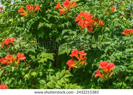 It's a photo of trumpet vine flowers in a garden. It's red flower in shadow. It is close up view of pink flower in shadow park.
