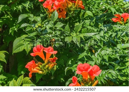 It's photo of trumpet vine flowers in garden. It's red flower in shadow. It is close up view of pink flower in a shadow park.