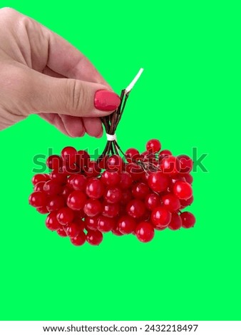 A Fresh Bunch of Vibrant Red Currants. Handpicked Berries Isolated on Green Background Royalty-Free Stock Photo #2432218497