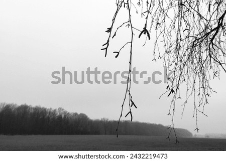 In the foreground of the bare twigs of the tree, in the background field with trees, foggy landscape, cold weather, horizon, black and white photography