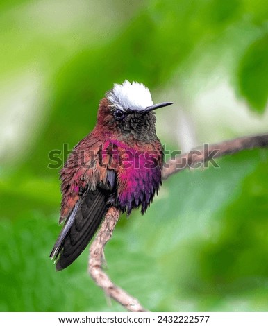 Snowcap is a specie of birds Royalty-Free Stock Photo #2432222577