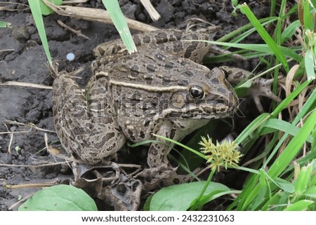 Brown Plains Leopard Frog (Lithobates blairi) resting in grass and mud of shore of Cedar Lake in Olathe, Kansas on an autumn day. Royalty-Free Stock Photo #2432231063