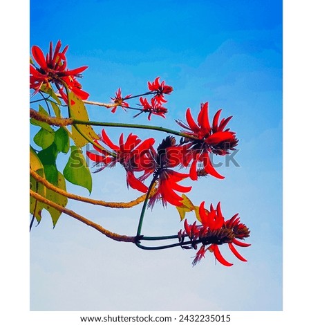 beautiful picture of red flowers with clean sky and some leaves.
bright photography .