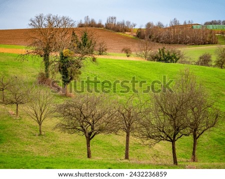 Single standing bare trees in winter